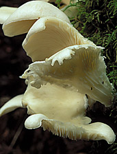 butano_statepark_mushroom_detail