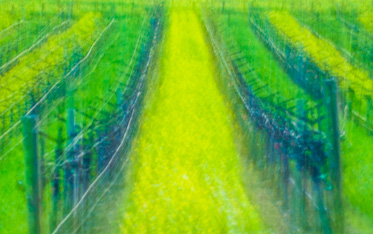 napa_county_mustard_lt_impression_abstract photography workshop