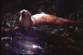 River otter on Klamath and Rogue Rivers, Oregon and California